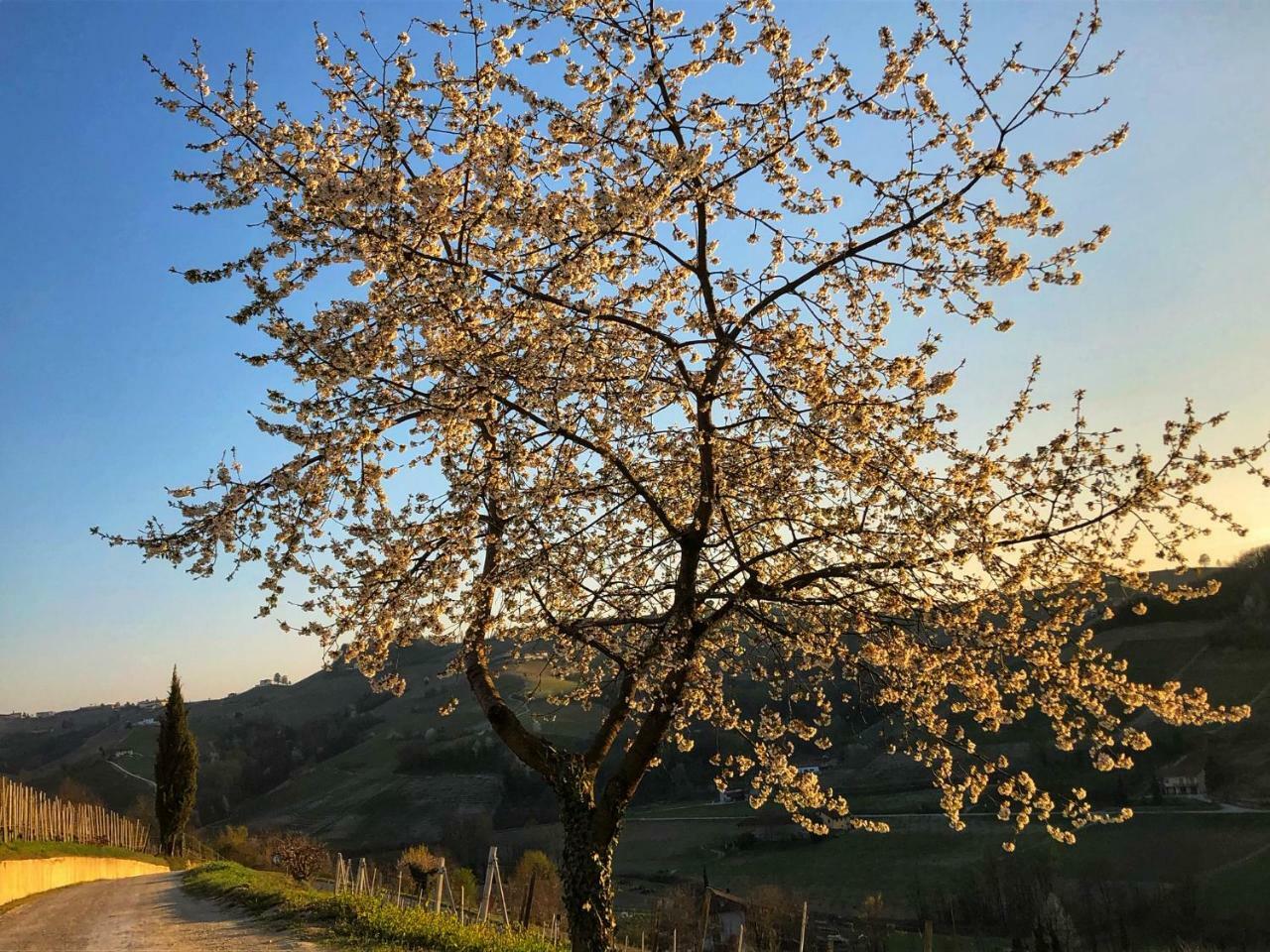 Panoramic Villa Garassino - Country Rooms And Fine Restaurant Treiso Exterior foto